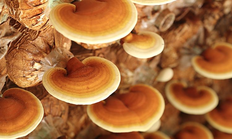 Reishi Benefits to Burn Fat, Build Muscle, & Live Longer